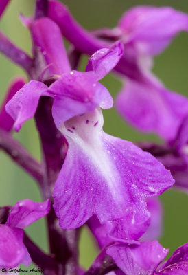 Androrchis mascula