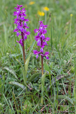 Androrchis mascula