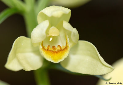 Cephalanthera damasonium