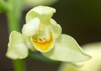 Cephalanthera damasonium