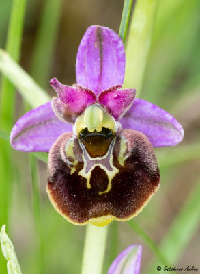 Ophrys fuciflora