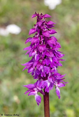 Androrchis mascula