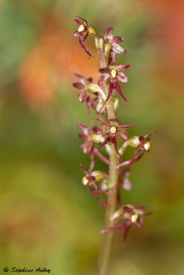 Neottia cordata