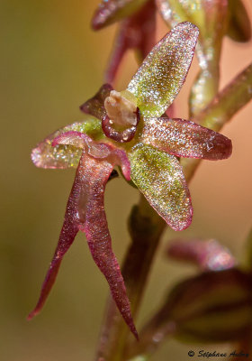 Neottia cordata