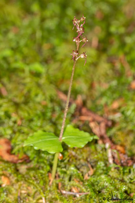 Neottia cordata