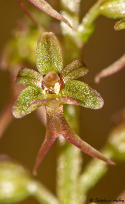 Neottia cordata