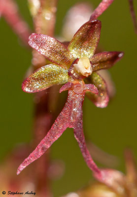 Neottia cordata