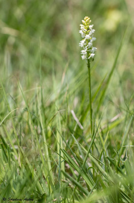 Gymnadenia odoratissima