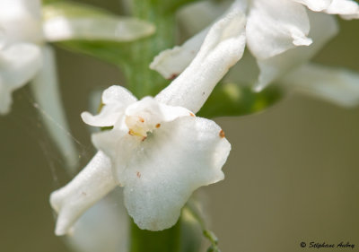 Gymnadenia odoratissima