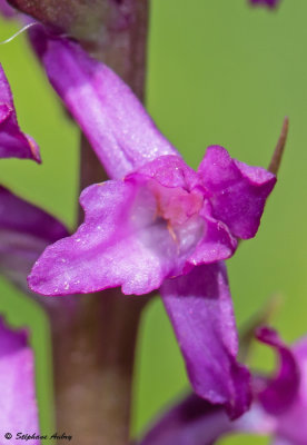 Gymnadenia odoratissima