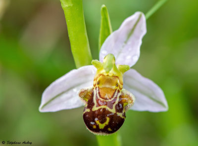 Ophrys apifera