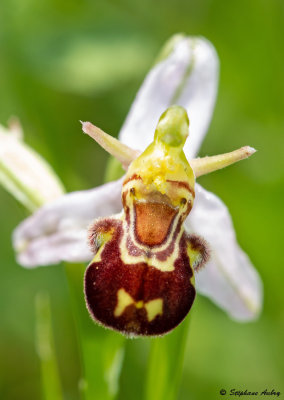 Ophrys apifera var. aurita