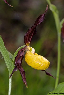 Cypripedium calceolus