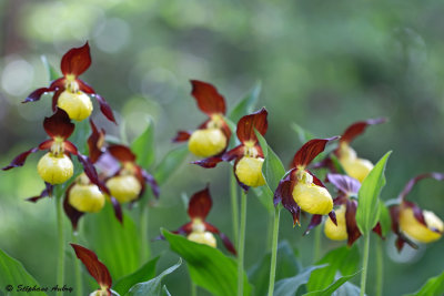 Cypripedium calceolus