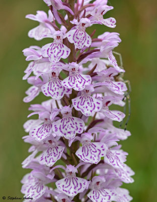 Dactylorhiza maculata