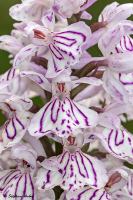 Dactylorhiza maculata