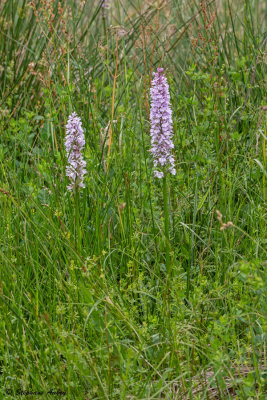 Dactylorhiza maculata