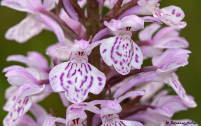 Dactylorhiza maculata