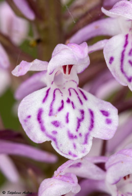 Dactylorhiza maculata