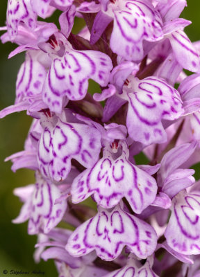 Dactylorhiza maculata