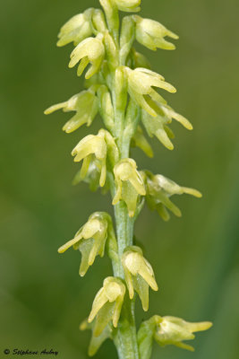 Herminium monorchis