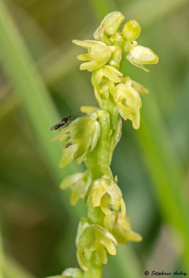 Herminium monorchis