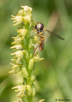 Herminium monorchis