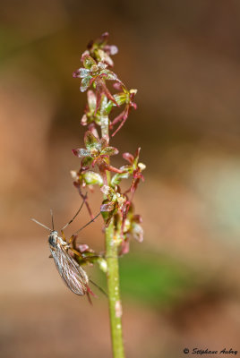 Neottia cordata