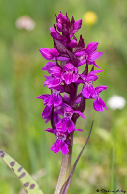 Dactylorhiza majalis