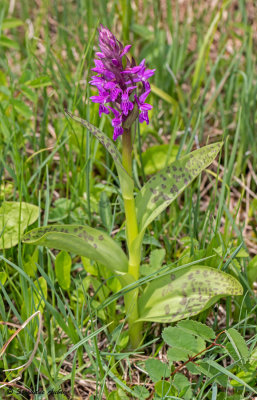 Dactylorhiza majalis