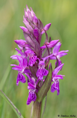 Dactylorhiza majalis