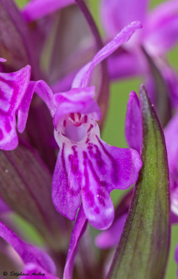Dactylorhiza majalis