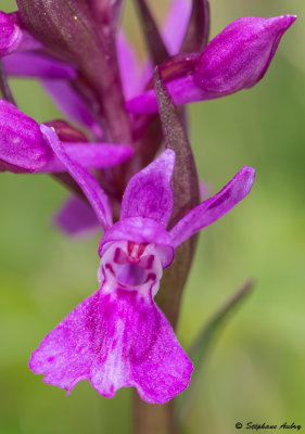 Dactylorhiza majalis