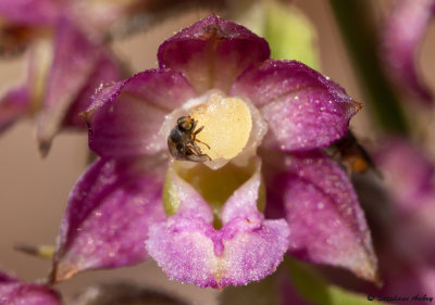 Epipactis atrorubens