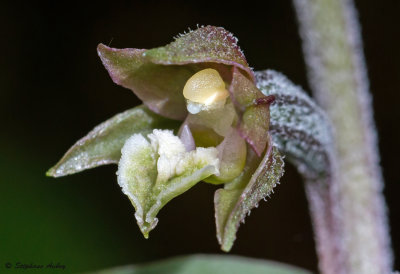 Epipactis microphylla