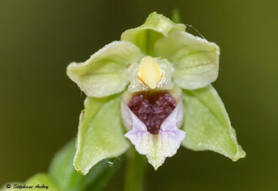 Epipactis muelleri