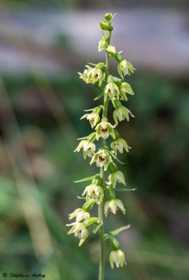 Epipactis muelleri