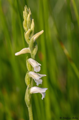 Spiranthes aestivalis