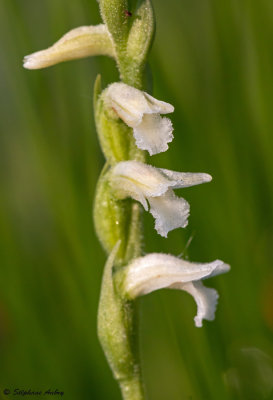 Spiranthes aestivalis