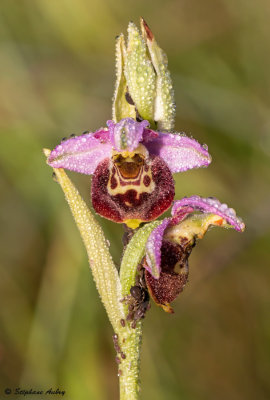 Ophrys elatior