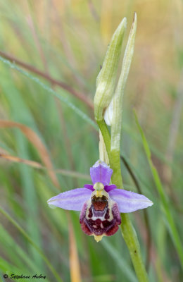 Ophrys elatior