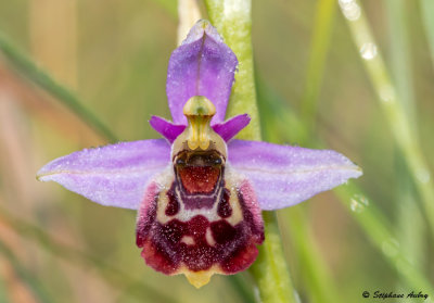 Ophrys elatior