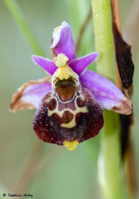 Ophrys elatior