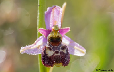 Ophrys elatior