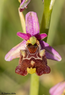 Ophrys elatior