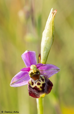 Ophrys elatior