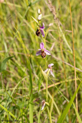 Ophrys elatior