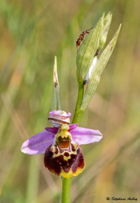 Ophrys elatior