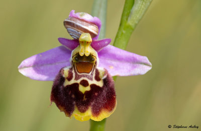 Ophrys elatior