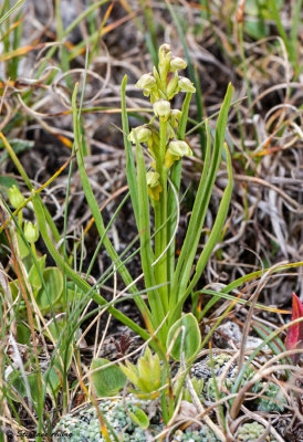 Chamorchis alpina